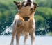 hunting dog GPS Tracker